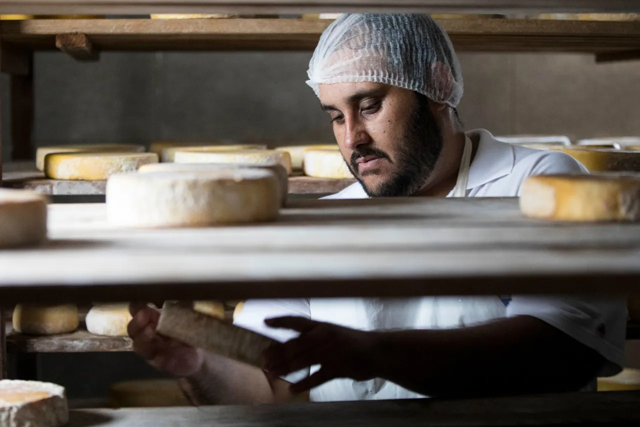 Produção de queijo da Canastra
