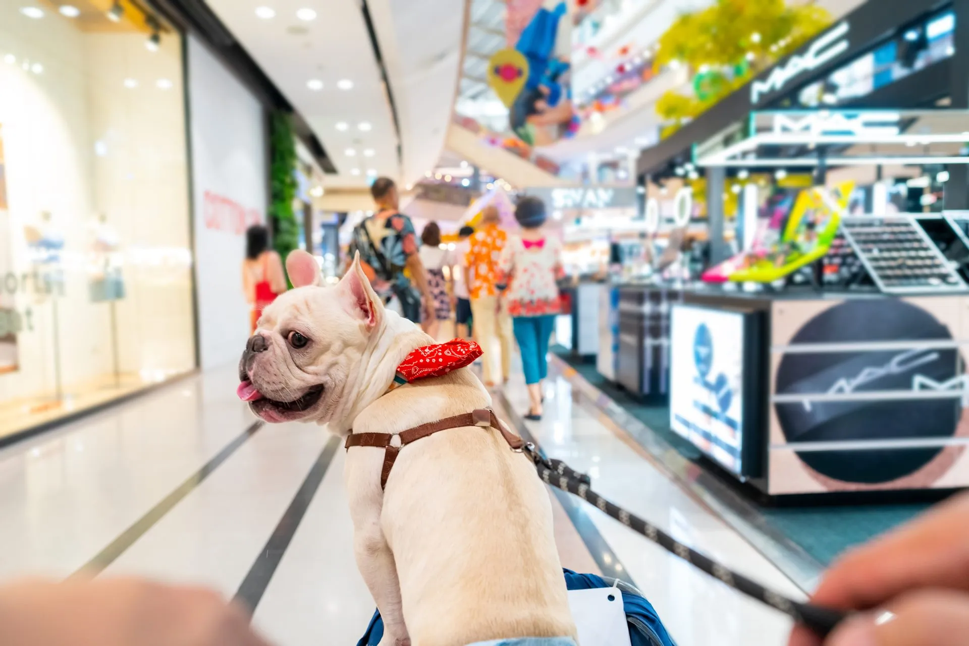 Empresas oferecem benefícios aos tutores de pets