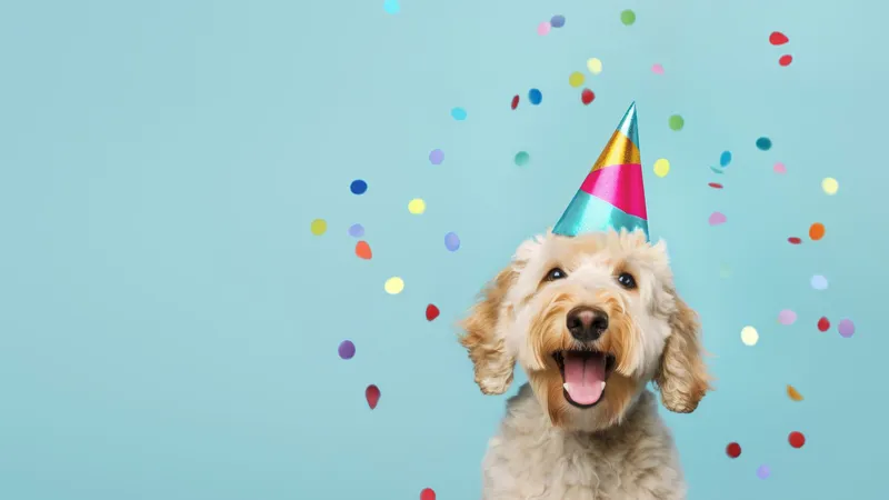 Especialista aponta sete hábitos que ajudam casais a prosperar empreendendo no mercado pet